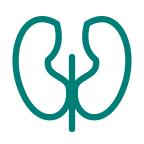 kidney service icon
